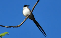 GOLONDRINA EN NUESTRO JARDIN