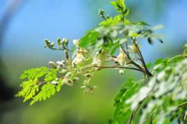 ARBOL MORINGA