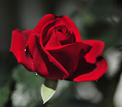 ROSA ROJA DE NUESTRO JARDIN