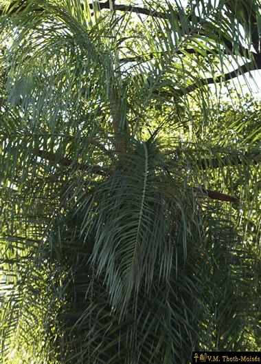 PALMERA-FLORES-CRUZ-1