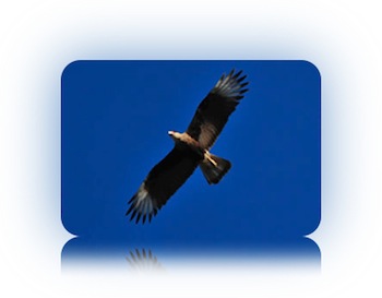 Aguila Caracara