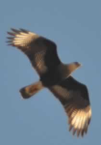 AGUILA VOLANDO SOBRE NUESTRO HOGAR