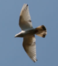 PALOMA BLANCA VOLANDO SOBRE NUESTRO HOGAR